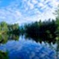 skov skog sø sjö natur miljø